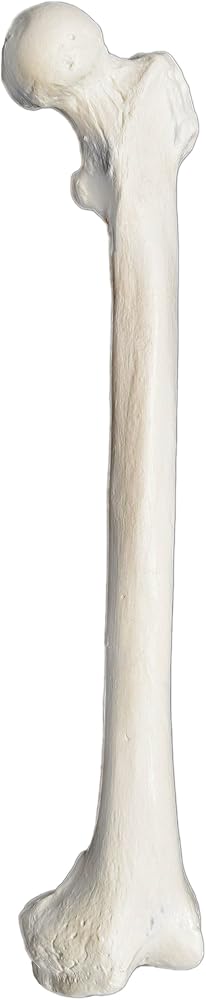 Femur Bone 모델 - 왼쪽 - 해부학적으로 정확한 인간 대골 뼈 복제품 - hBARSCI — 사진 1