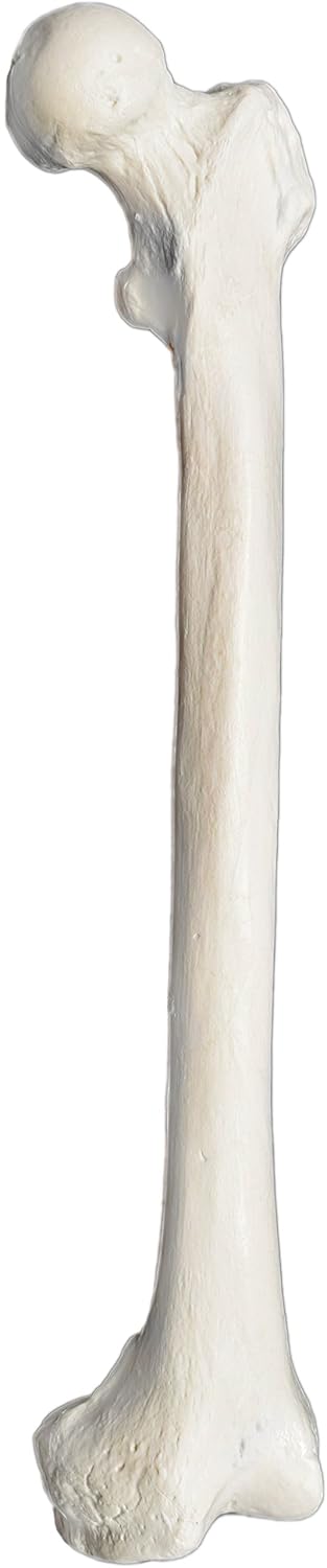 Femur Bone Model - Left - Anatomically Accurate Human Femur Bone Replica - hBARSCI