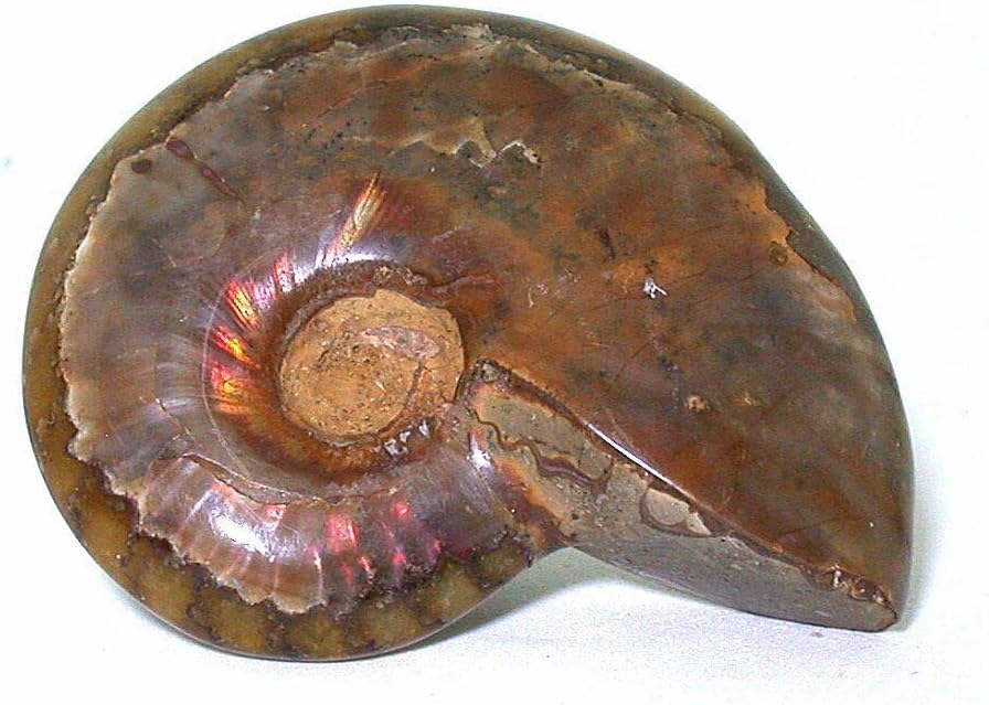 1 9/10 x 1 1/2" RED Flame Irridescent OPALIZED Flash Ammonite Fossil EBS7096