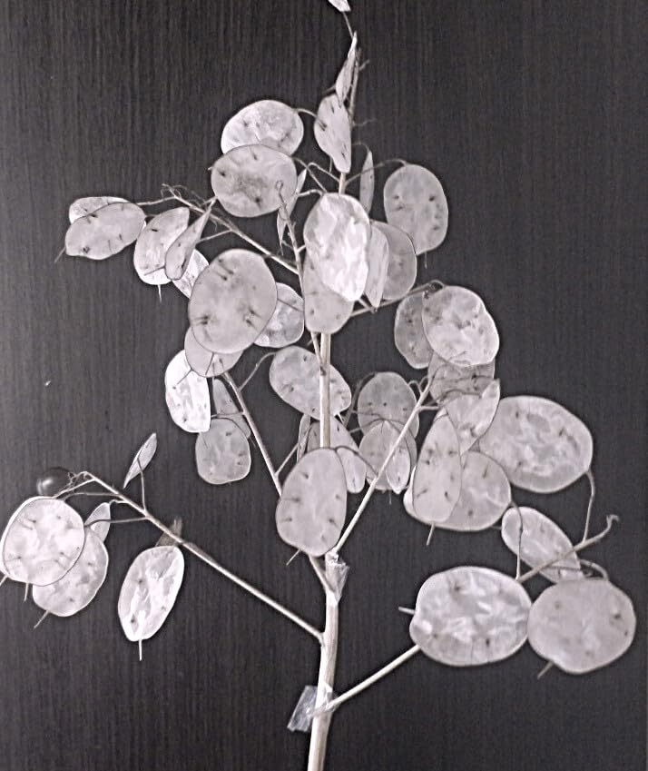 ルナリア　ドライフラワー 楽天市場】ルナリア白 ドライフラワー ワイルドフラワー 花材