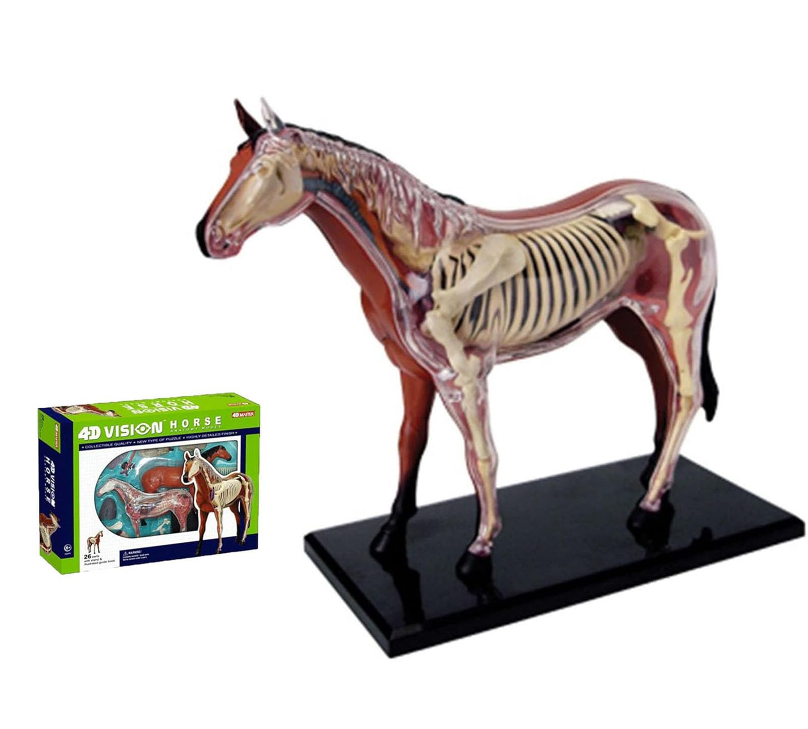 KEHHZUHL 4D Vision Horse Anatomy Model - Teaching Aids Simulation Animal Horse Detailed Animal Organ Model for Medical Teaching and Learning