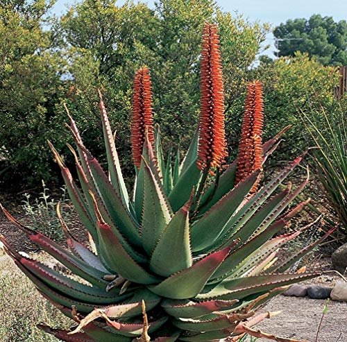 Farmerly Aloe Ferox Kaktus Sukkulenten 5 Samen ~ rote glänzende Blätter Samen ~ Red Aloe Baum