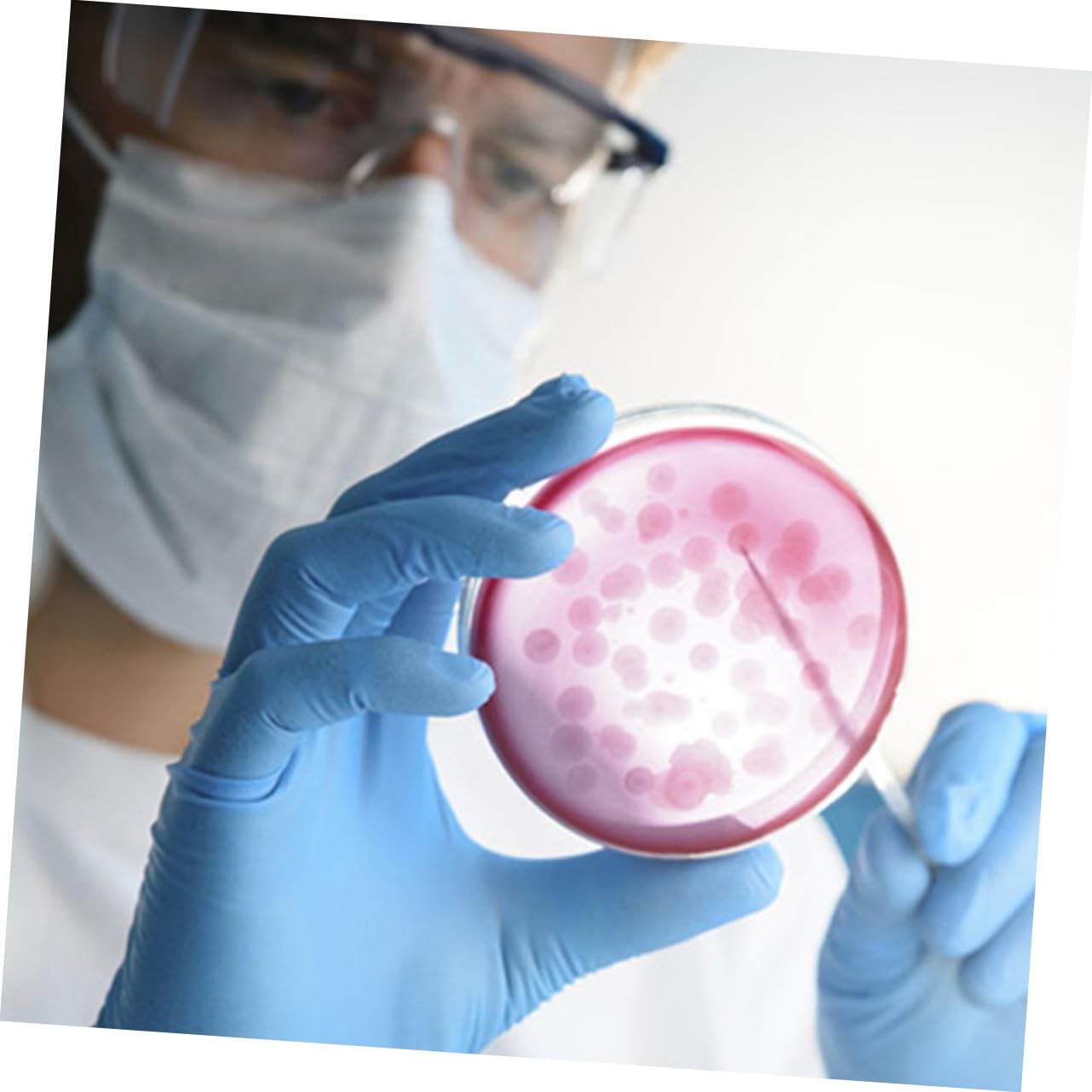 Piastre di Petri con Agar Nutriente 20 Pezzi, Piastre