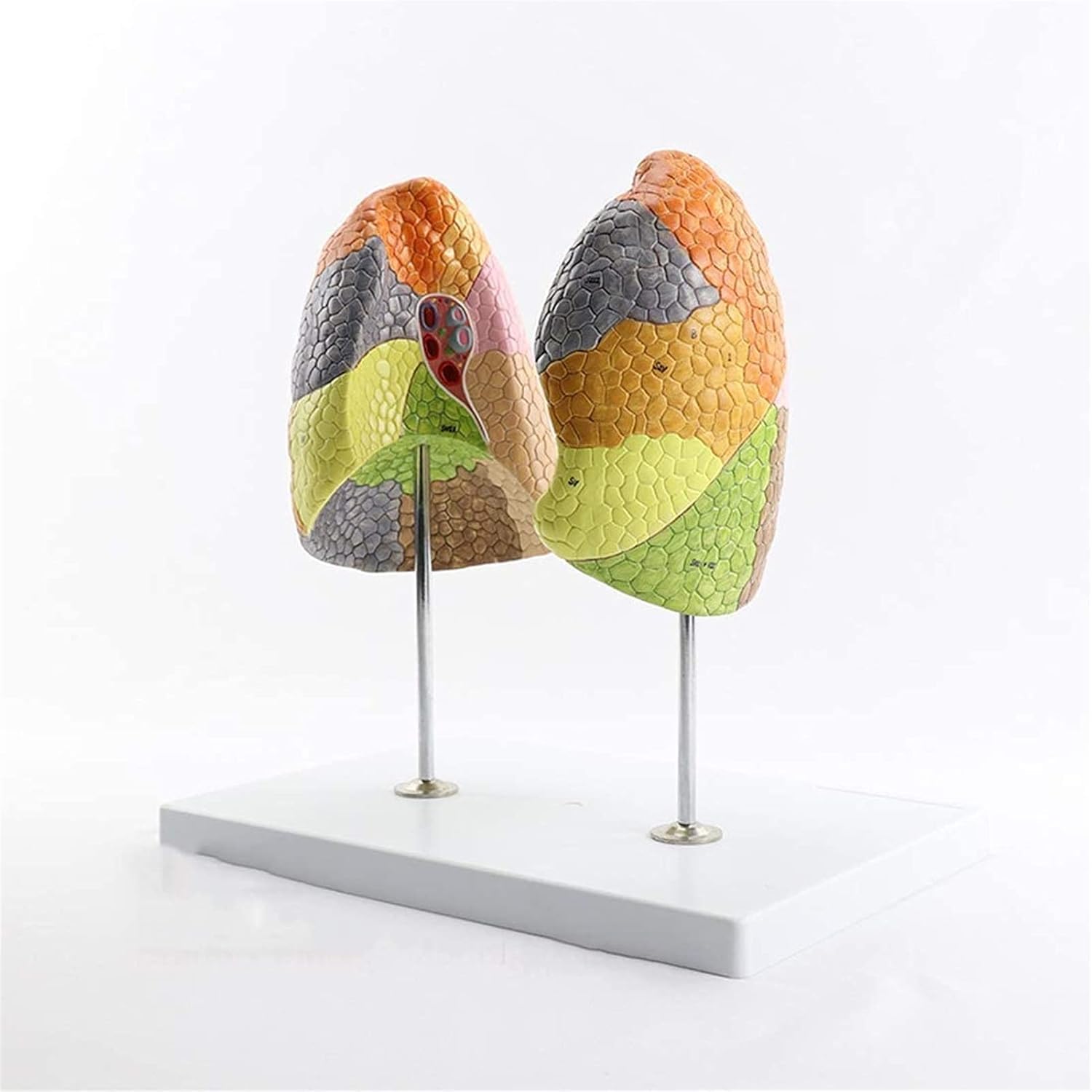 JYHUHGRG PVC Body Model, Educational Model, Human Anatomy, Color, Lung Function Area, Respiratory Medicine, Teaching Organ Model, Models