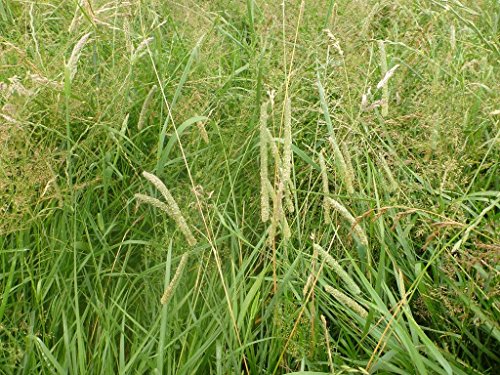 Shelled Warriors Timothy Grass Seeds 5000- 1kg - Grow and feed your tortoise and rabbit (5000 seeds)