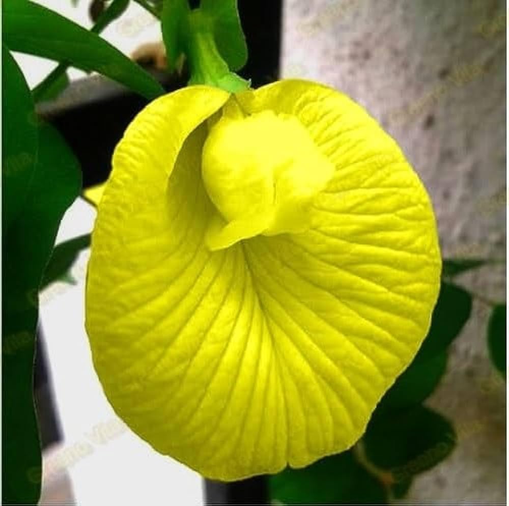 Yellow aparajita flower plant live, live plant for yellow aparajita flower (pack of 1)