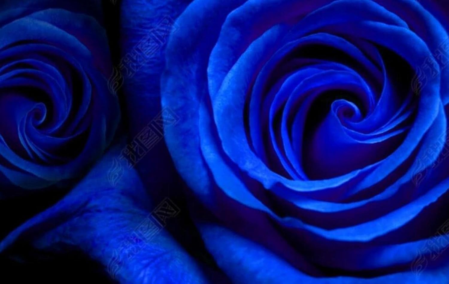 壁画3d写真の壁紙 ブルーローズフラワー 壁紙寝室のリビングルームの背景の壁の装飾の壁画 0x140cm 壁紙 Amazon