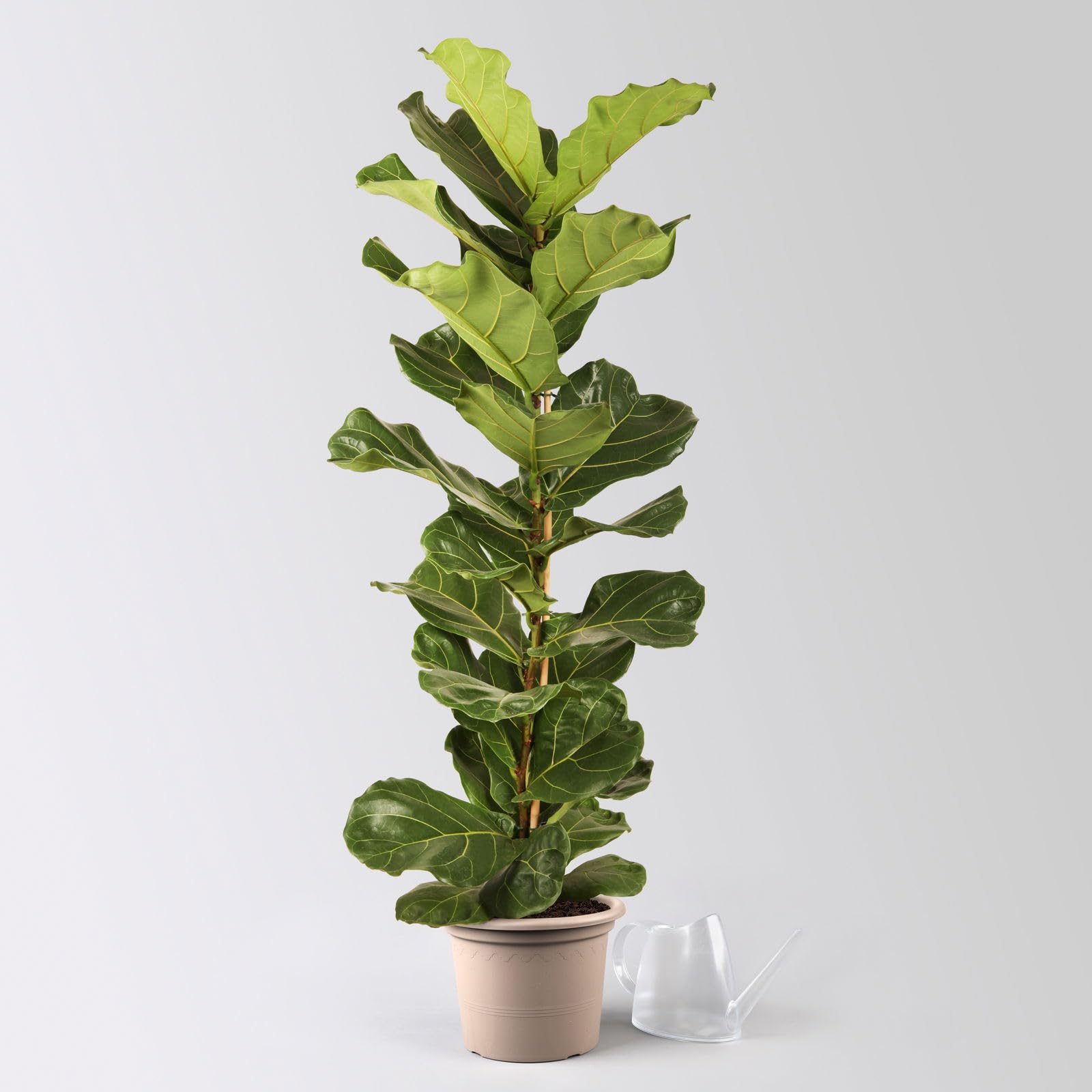 Pflanzen Klle Geigenfeige 'Ficus Lyrata', Pflegeleichte Zimmerpflanze Hhe  100 cm im 21 cm Topf : Amazon.de: Garten