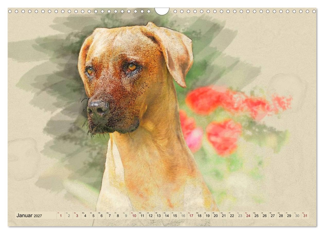 CALVENDO - Rhodesian Ridgeback 2027 (Wandkalender 2027 DIN A3 quer), Monatskalender: Zwölf wunderschöne, großformatige Bilder von Rhodesian Ridgebacks im einzigartigen Aquarell-Design, die wir mit Lie