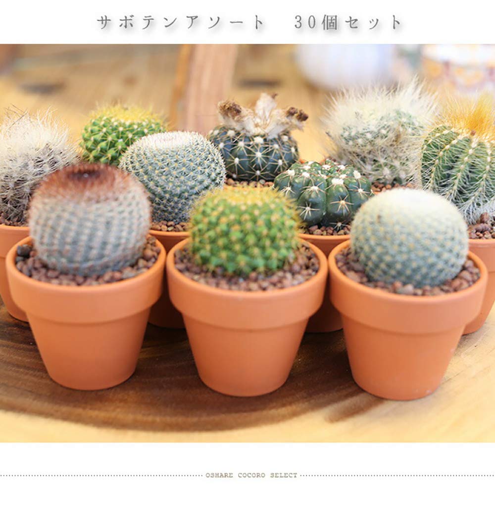 Amazon｜【2号鉢の30個セット】アソート サボテン 観葉植物 インテリア
