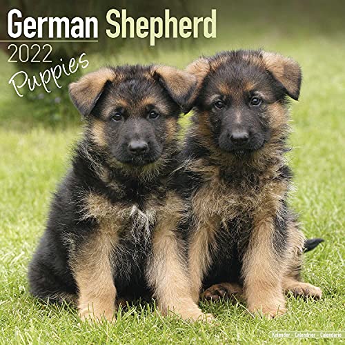 German Shepherd Puppies Calendar - Puppies Calendar - Dog Breed Calendars - 2021 - 2022 wall calendars - 16 Month by Avonside