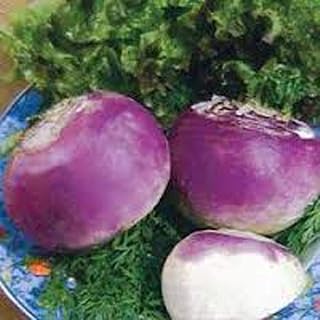 American Purple Top Rutabaga Seeds - Heirloom Non-GMO 100 Seeds | Sweet Yellow Roots, Heavy Yielder, Easy Grow CountryCreekAcres