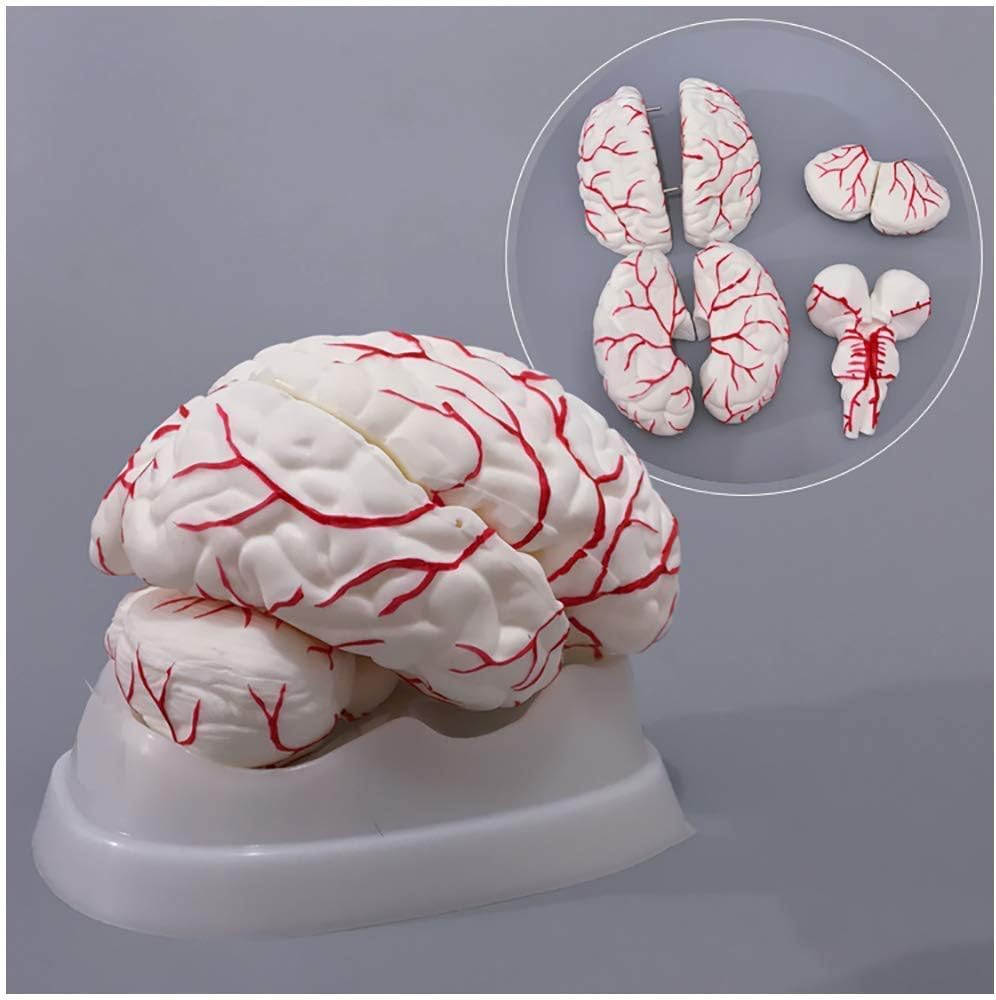 Professional Educational Model Brain Anatomical Model