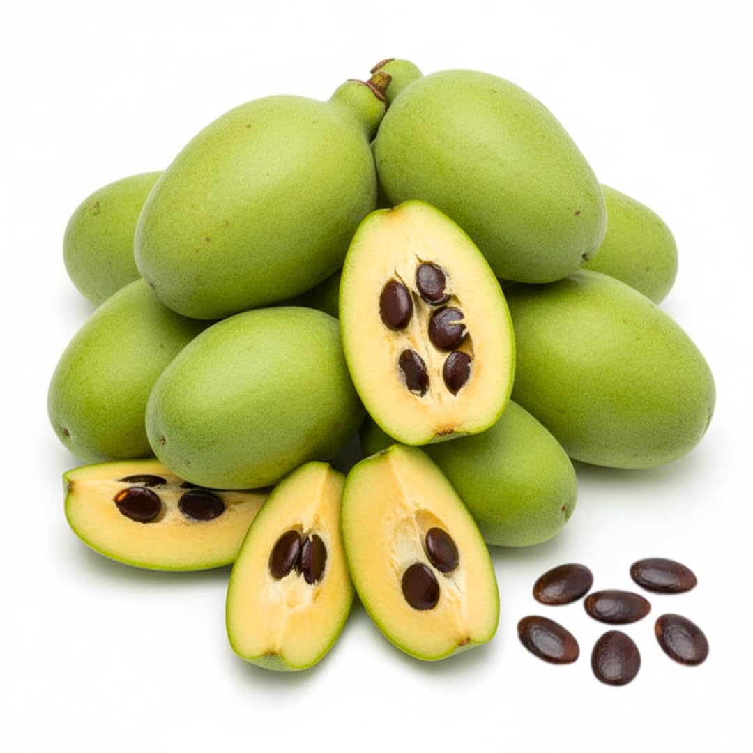 Paw paw Tree Seeds for Planting | 10 Seeds | Edible Fruit Tree. Fun and Easy to Grow Your Own Food, Exotic Pawpaw Tree Seeds | Rare Gardening Gift