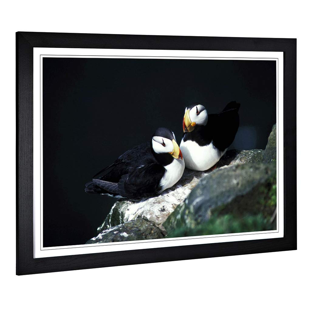 Big Box Art Framed Print of Atlantic Puffins Design | Wall Art Picture | Home Decor for Kitchen, Living, Dining Room, Lounge, Bedroom, Hallway, Office, Black, A2 / 24.5x18 Inch / 62x45cm