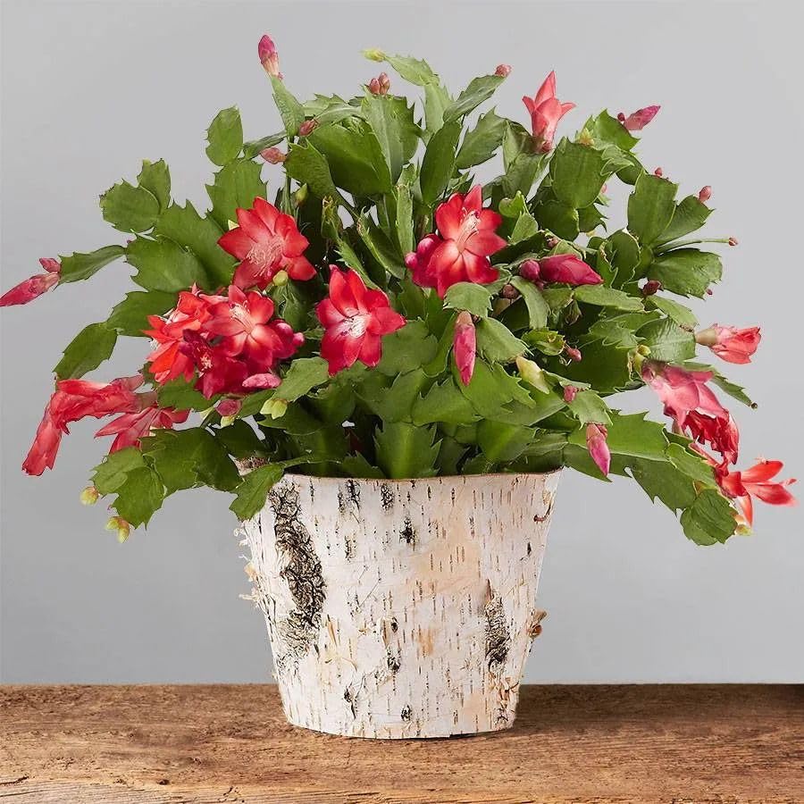 Air Purifier Indoor Growing Christmas Cactus Succulent Seeds- 35 Seeds - Grow Year Round-image-39