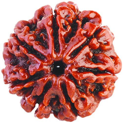 See full amazon price history chart for Saubhagya Global 7/Seven Mukhi Rudraksha Lab Certified Original Pure Siddha in Handmade Tassel, Nepal Beads, Size 18-24mm, Color-Brown (7 Mukhi Rudraksha) Saubhagya Global 7/Seven Mukhi Rudraksha Lab Certified Original Pure Siddha in Handmade Tassel, Nepal Beads, Size 18-24mm, Color-Brown (7 Mukhi Rudraksha) (B076FXN6VN) Amazon Price History, Amazon Price Tracker