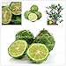 20pcs / semillas de lima kaffir bolso, semillas de cal, (Citrus aurantifolia),...