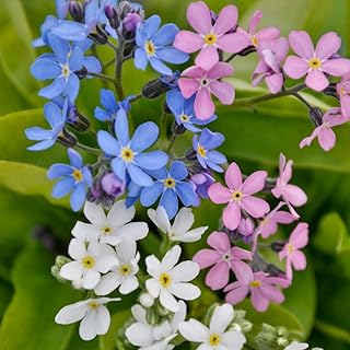 Myosotis Plug Plants. 'Mon Amie Mix'. Forget me not. Blue, White & Pink Flowers. Winter Bedding Flowers. Small Plug Plant x 6. Available from Bedwen Plants