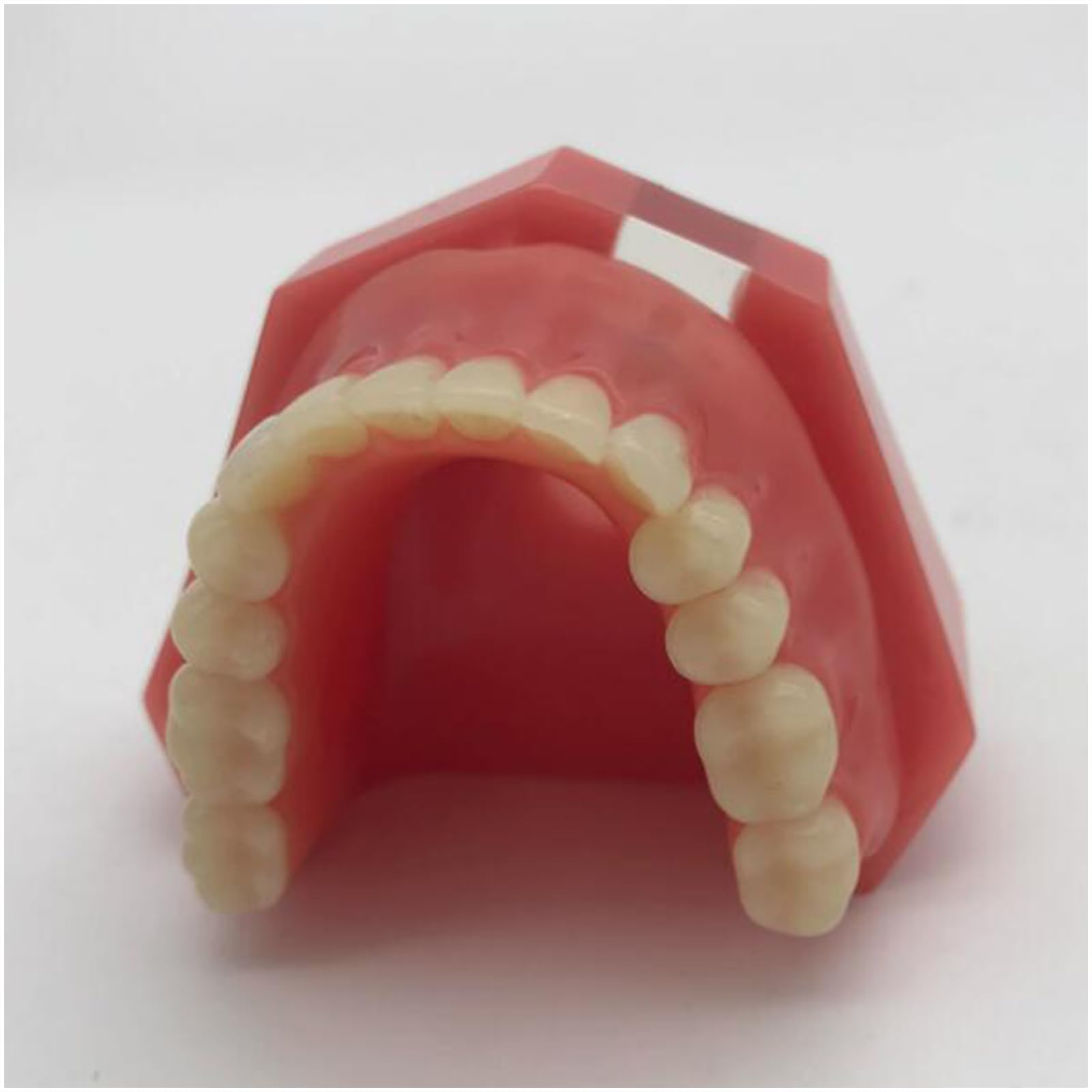 Modello di Denti dentali, Modello di restauro Dentale con 2 impianti, per Laboratorio odontotecnico di Ricerca didattica odontoiatrica
