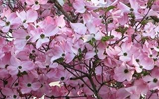 Dogwood Tree Beautiful Pink Springtime Blooms Out Live Plant 8-12" Tall 2.5" Pot