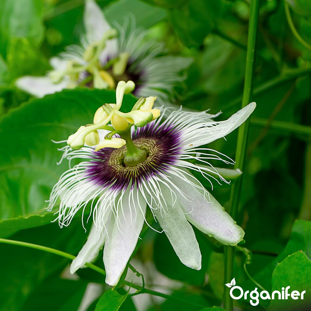 Passion Flower Nawóz Uniwersalny - 10L - NPK 2-1-8