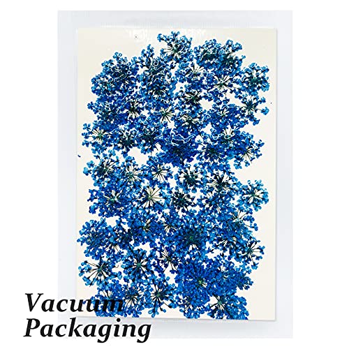 Flores secas prensadas Gypsophila para resina miniatura 3
