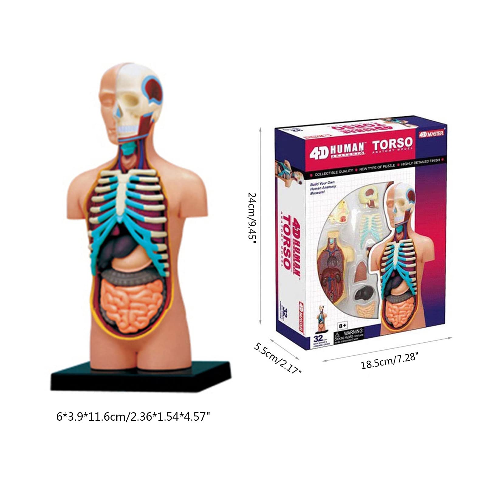 Modello di anatomia umana del busto con organi umani rimovibili Modello del corpo umano Scienza Forniture scolastiche per bambini Studenti Modello anatomico del busto umano