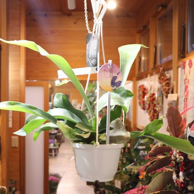 コウモリラン ビフルカツム ビカクシダ 吊り鉢 ボリューム株 Amazon