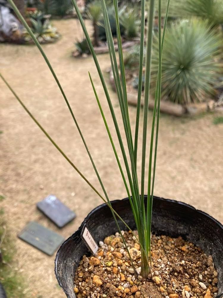 耐寒性強！クサントロエア　ブラックボーイ◇ドライガーデン多肉ユッカ　アガベ ヤシ Amazon.co.jp: 1極耐寒性クサントロエア ブラックボーイ◇ドライ