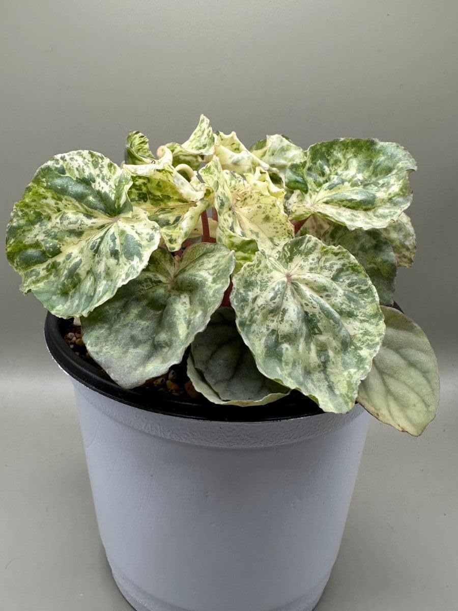 訳あり お得 ペペロミア バリエガータ 訳あり お得 ペペロミア