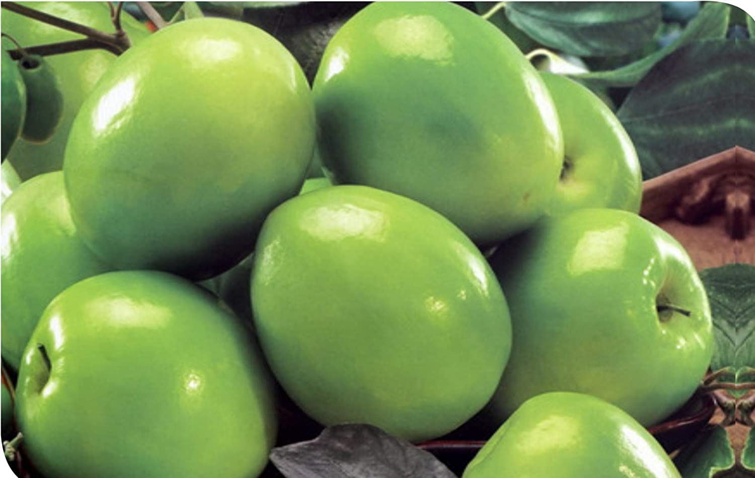 Ber Apple Plant (B09QMQZ22Z) Amazon Price History, Amazon Price Tracker