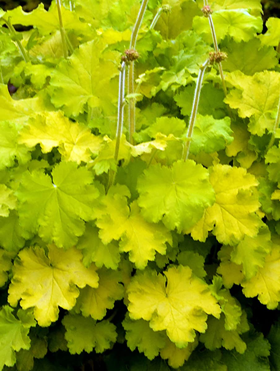 Lemon Love Coral Bells - Heuchera - Gallon Pot