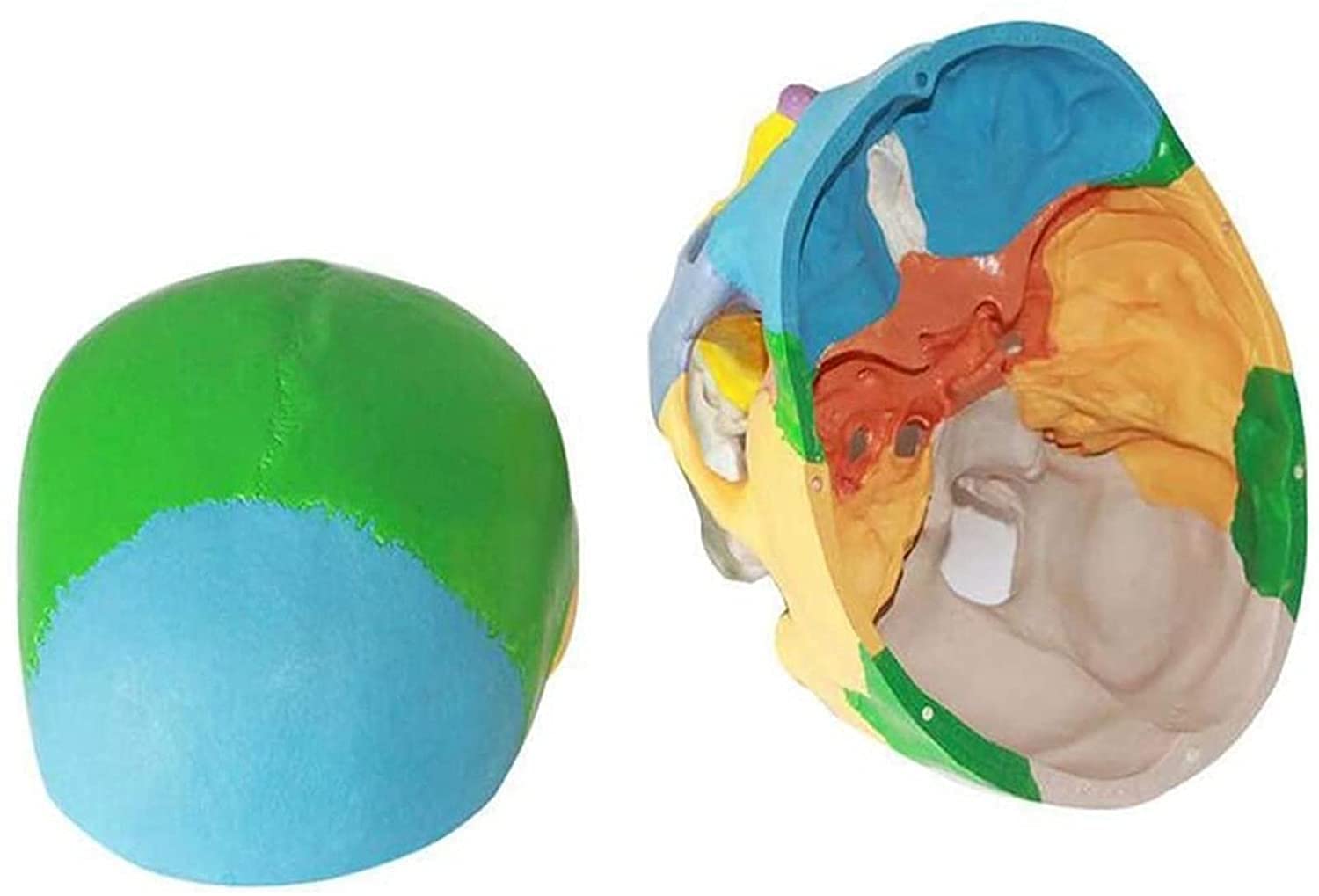 Model Anatomiczny, Model Anatomiczny Naturalnej Wielkości, Malowany Model Anatomiczny Czaszki Ludzkiej, Klasa, Model Medyczny, 3-Częściowy Model Anatomiczny,