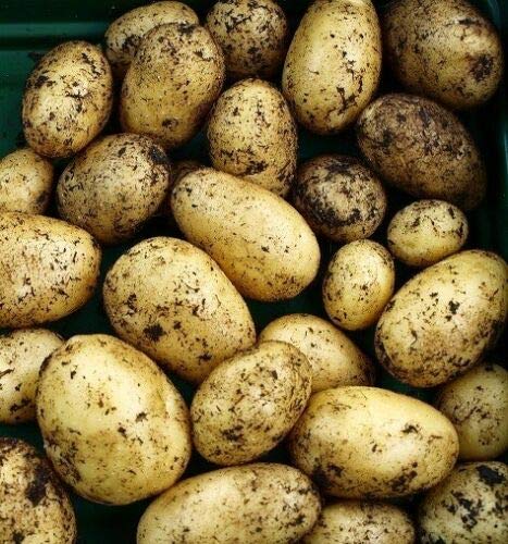 Nicola X20 Seed Potatoes. Second Early. RHS Garden Merit Award,Best Variety Potatoes
