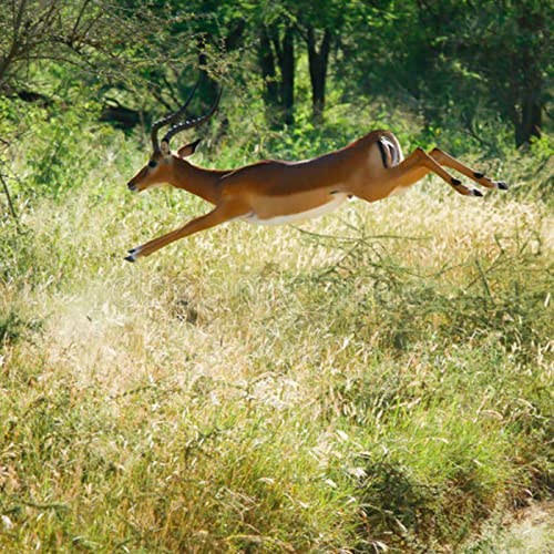 Episode 31: ANTELOPE