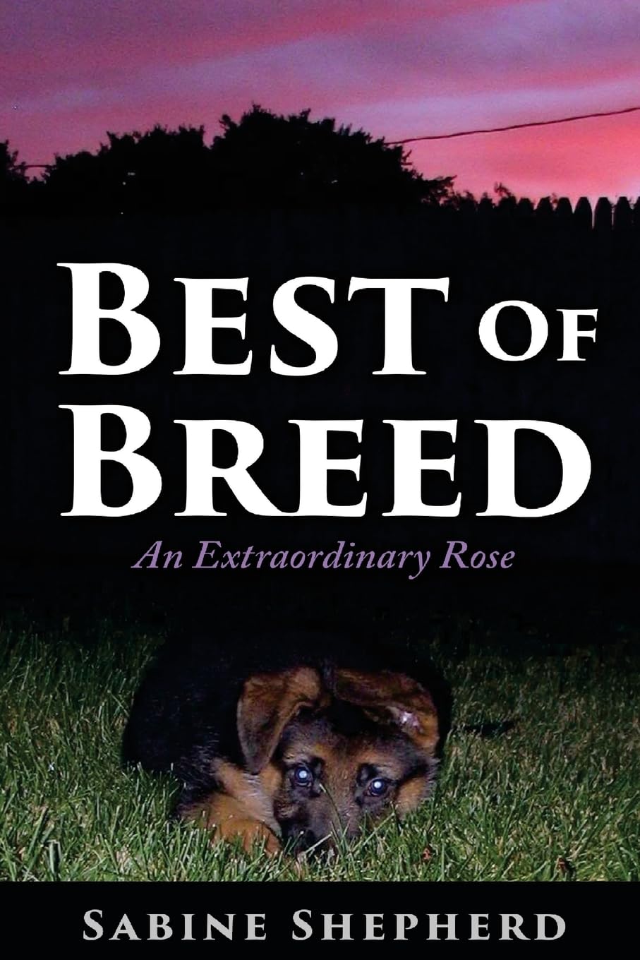 Best of Breed: An Extraordinary Rose