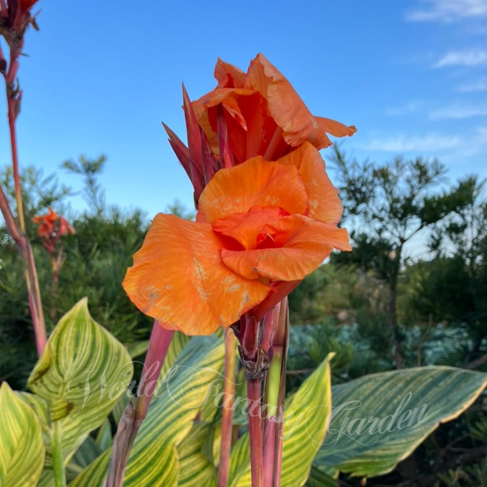 Amazon.co.jp: [World Fantasy Garden] 苗 カンナ ベンガルタイガー 1