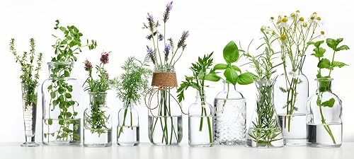 Miniatura 3 de Kit de semillas de jardín de aceites esenciales - Cultivo de menta, árbol de té, lavanda, eucalipto, citronela, naranja