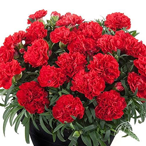 Creative Farmer Flower Seeds Dianthus Flower Pot Variety Plant Seeds