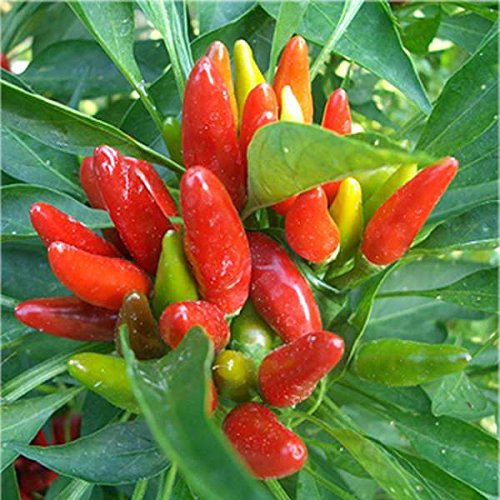 Semi di PEPERONCINO a MAZZETTI