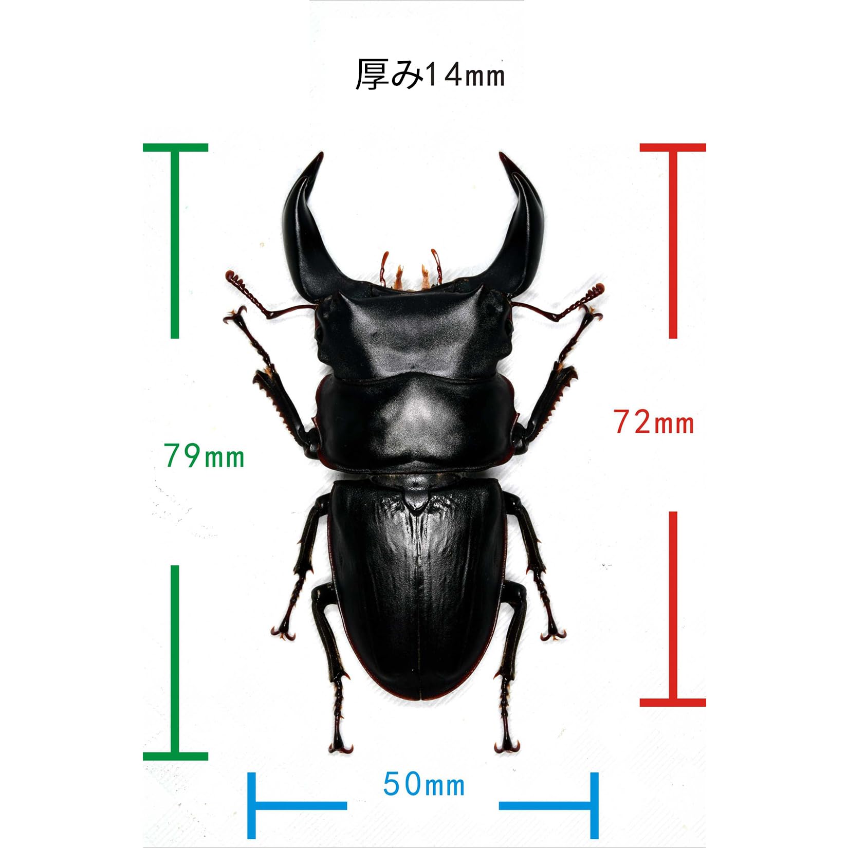 Amazon.co.jp: 涅槃 ホペイオオクワガタ オス メス フィギュア