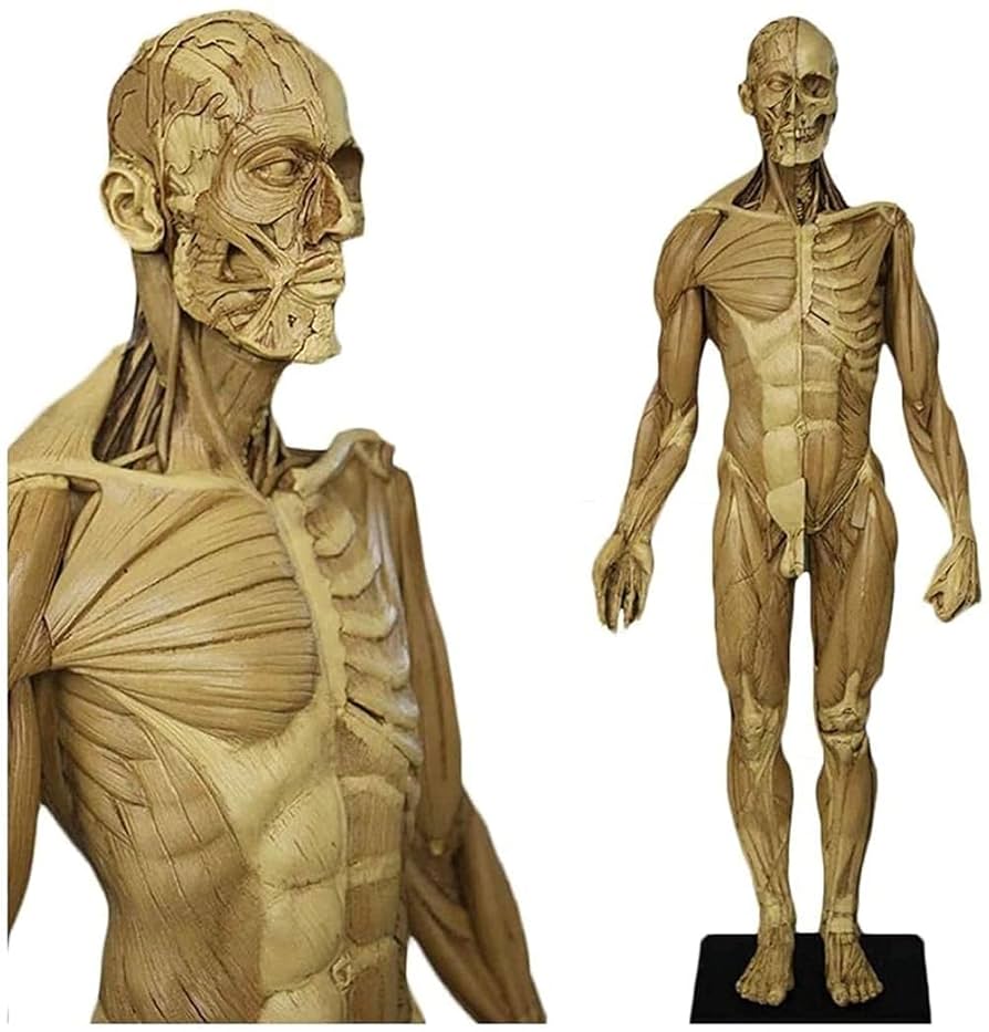 ANATOMY　MALE 　人体模型 Anatomy Tools AnatomyTools
