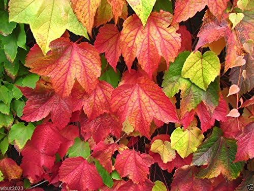 Miniatura 3 de 100 semillas de hiedra de Boston, Parthenocissus Tricuspidata, enredadoratrepador de rápido crecimiento