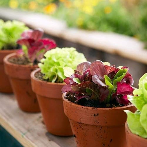 Miniatura 6 de Mezcla de lechuga de interior Seeds - 20 días para ensalada - Vegetales tradicionales - Sin OMG