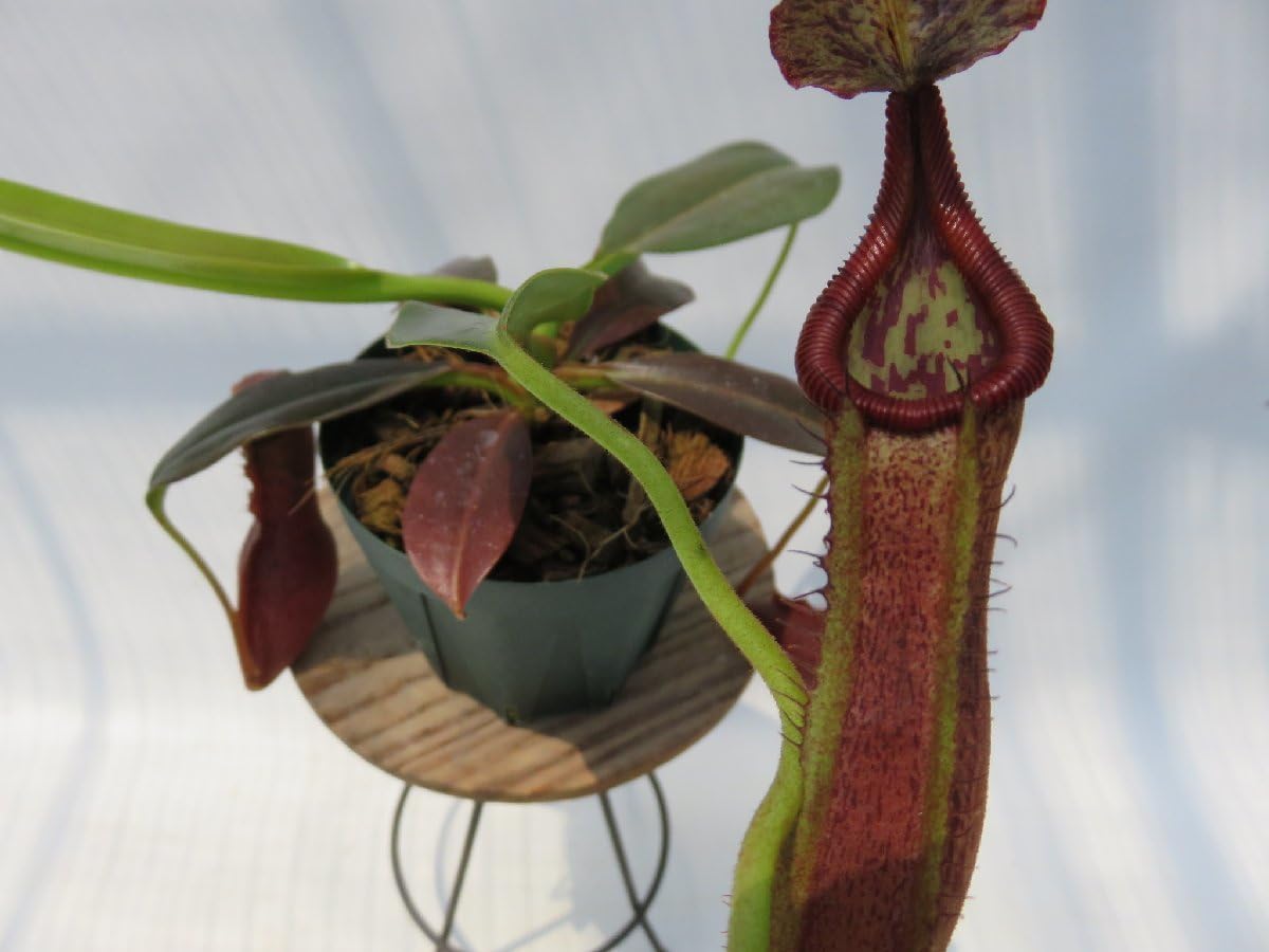 Amazon.co.jp: N.maxima(BE-3067)× N.edwardsiana Kinabalu 3号