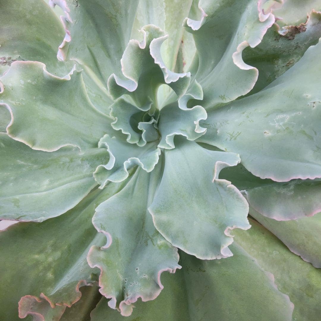 Top多肉植物 25761タカサゴノオキナ 10個 鉢無し/脱土 : 特大 多肉植物