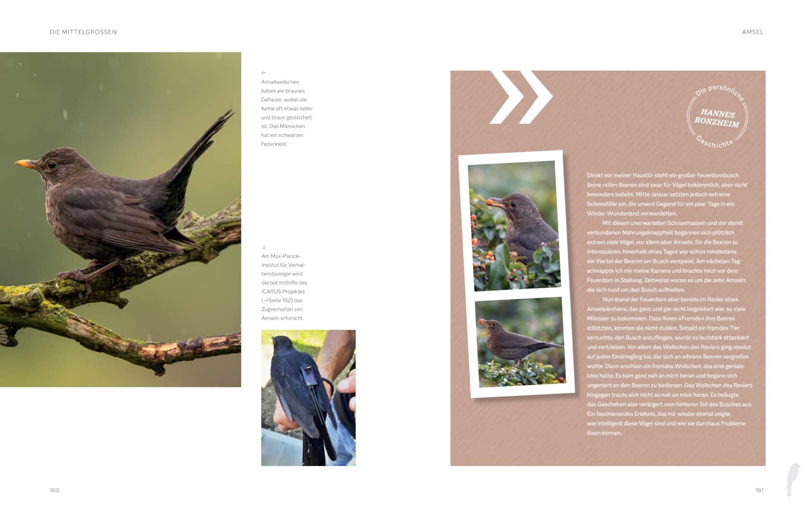 Die magische Welt unserer Vögel: Die heimische Vogelwelt ganz neu entdecken und schützen (BLV Vögel)