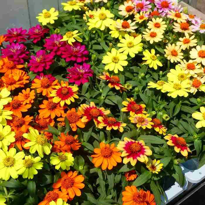 Amazon.co.jp: 百日草 苗 1ポット 花色お任せ ジニア 3.5号 秋の