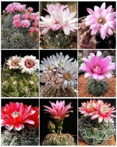 GYMNOCALYCIUM VARIETY MIX cactus rare cacti mixed lot lots semi